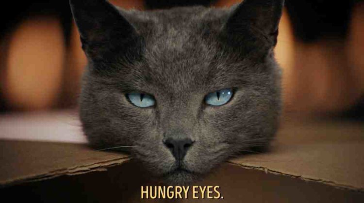 Resistance to this mesmerizing feline is futile, says cat food brand Sheba