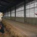 Google's AI helps to keep dairy cows in prime health
