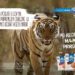 Angažirali tigra, zeca i dalmatinske kokoši u kampanji za Vegetu Natur