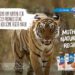 Bruketa&Žinić&Grey engaged a tiger, a rabbit and Dalmatian chicks in a campaign for Vegeta Natur 4
