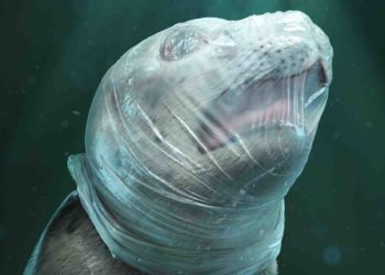 U najnovijoj kampanji NVO Sea Shepherd plastika doslovce muči životinje