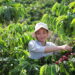 NESCAFÉ Plan Vietnam
These images are taken from Quality video. Woman picking coffee cherries.